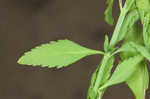 Licorice weed